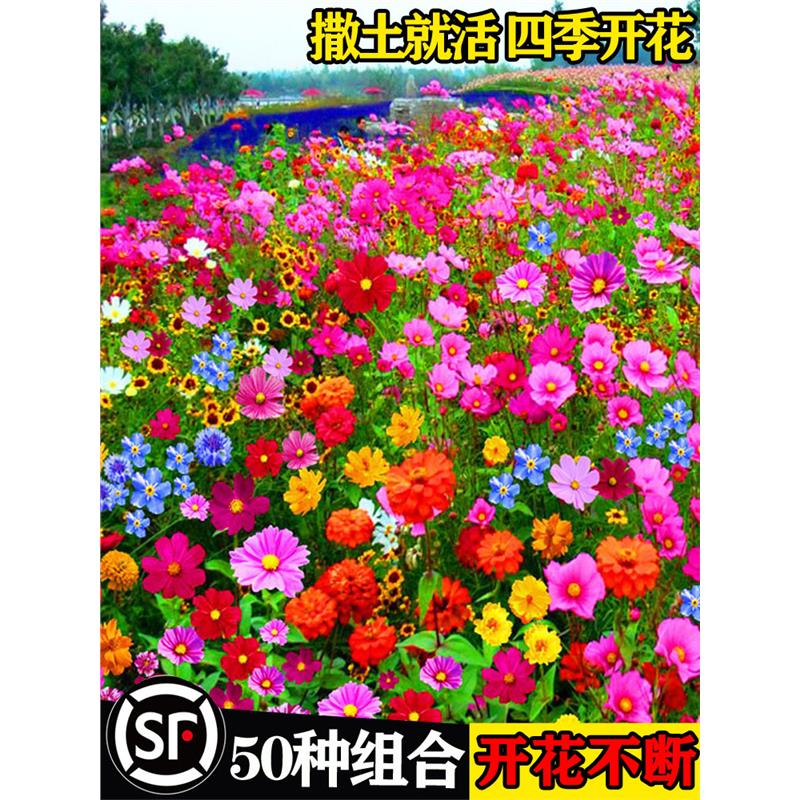 野花组合花种子籽孑四季播种开花格桑花花籽易活花卉草太阳花盆栽