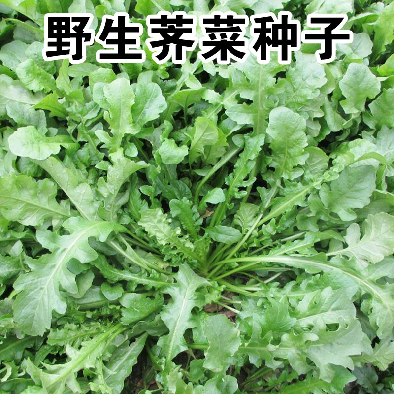 荠菜种子大全农家四季大叶春野菜种籽食用盆栽荠荠菜种籽孑青菜籽