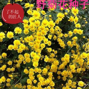 野菊花种子 泡茶小菊花野生山菊花 甘野菊多年生菊花复合肥乌塌菜