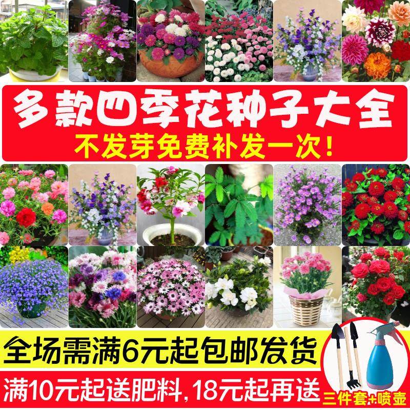 花种子籽子四季播种开花易活室内室外花卉植物盆栽庭院太阳花种孑,鲜花速递/花卉仿真/绿植园艺,家庭园艺种子,淘宝优惠券,粉丝福利购,淘宝优惠卷