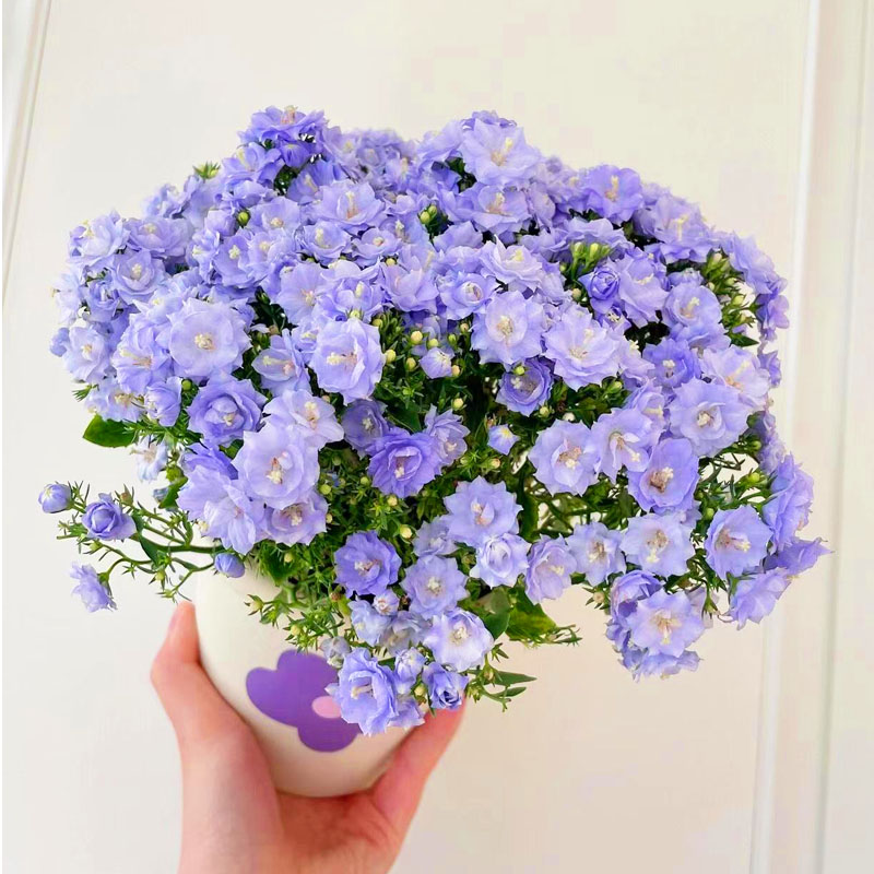 丹麦风铃花种子四季播种开花花籽盆栽花卉室外阳台庭院花种籽子孑