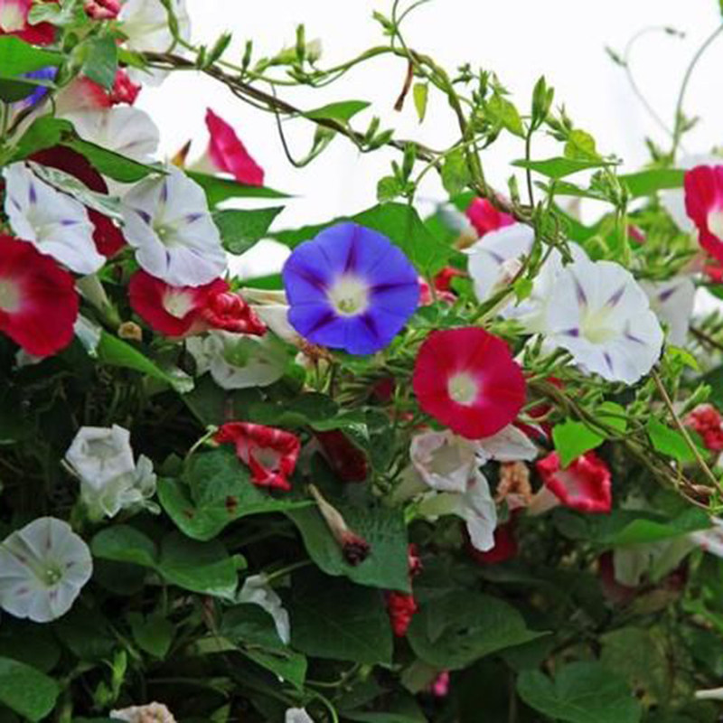 爬藤大牵牛花种孑攀援室内阳台盆栽开花卉四季春季种植喇叭花籽子,鲜花速递/花卉仿真/绿植园艺,家庭园艺种子,淘宝优惠券,粉丝福利购,淘宝优惠卷