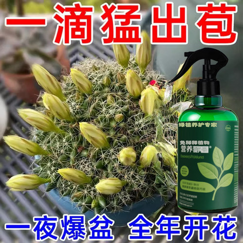 【爆花液】仙人球营养液仙人掌通用生根增肥促开花肥复合颗粒肥料