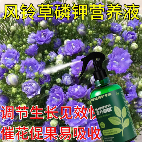 风铃花专用营养液促开花
