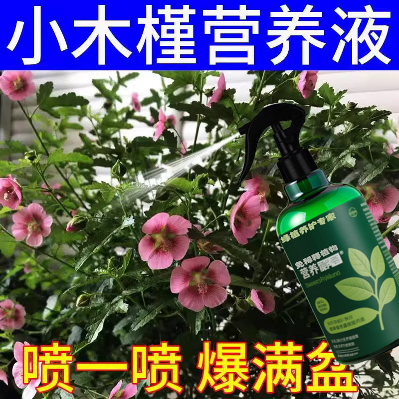 小木槿营养液木槿专用肥木槿花肥料木菊花扶桑花盆栽花肥木棉促花