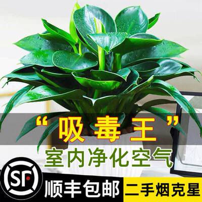 盆栽植物室内绿萝箩花卉花铂金钻水培绿植多肉好养发财树吸除甲醛