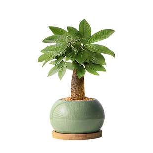 发财树桌面盆栽室内植物办公室客厅招财绿植四季净化空气花卉盆栽