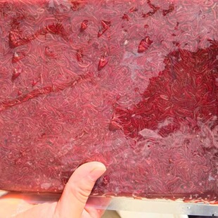 冰冻冷冻鱼饵鱼粮血虫冻赤虫冷冻红虫观赏鱼饲料水份3/7冻公丫子