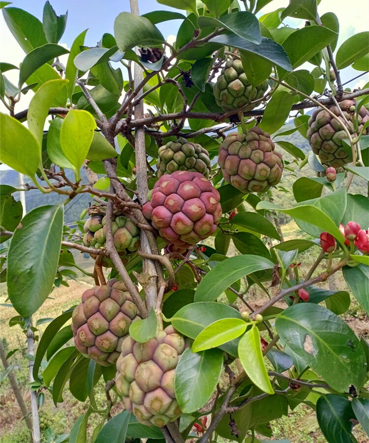 黑老虎苗布福娜水果恶魔果实树苗耐寒南北方盆栽庭院阳台地栽种植