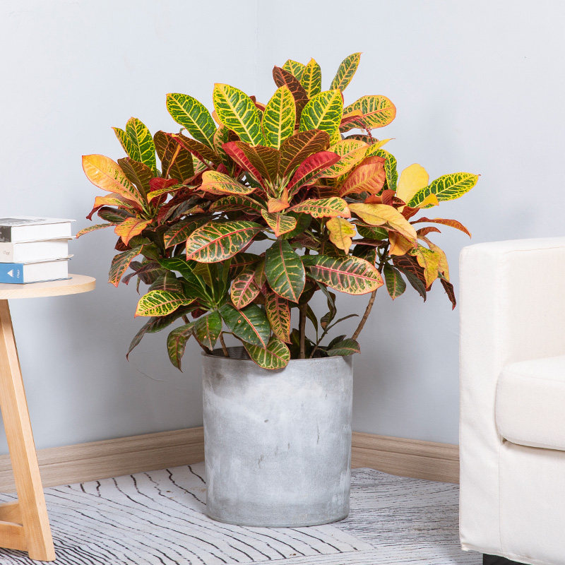 花兮绘变叶木盆栽大型室内吸甲醛净空气绿植好养活树苗七彩叶植物