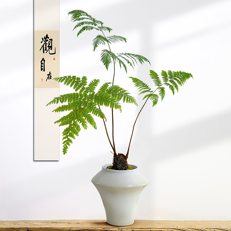 鳞毛蕨盆景室内桌面植物盆栽禅意新中式蕨类茶室茶桌一叶绿植观音