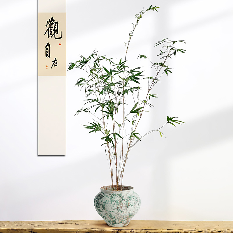竹子盆景中式禅意绿植好养活