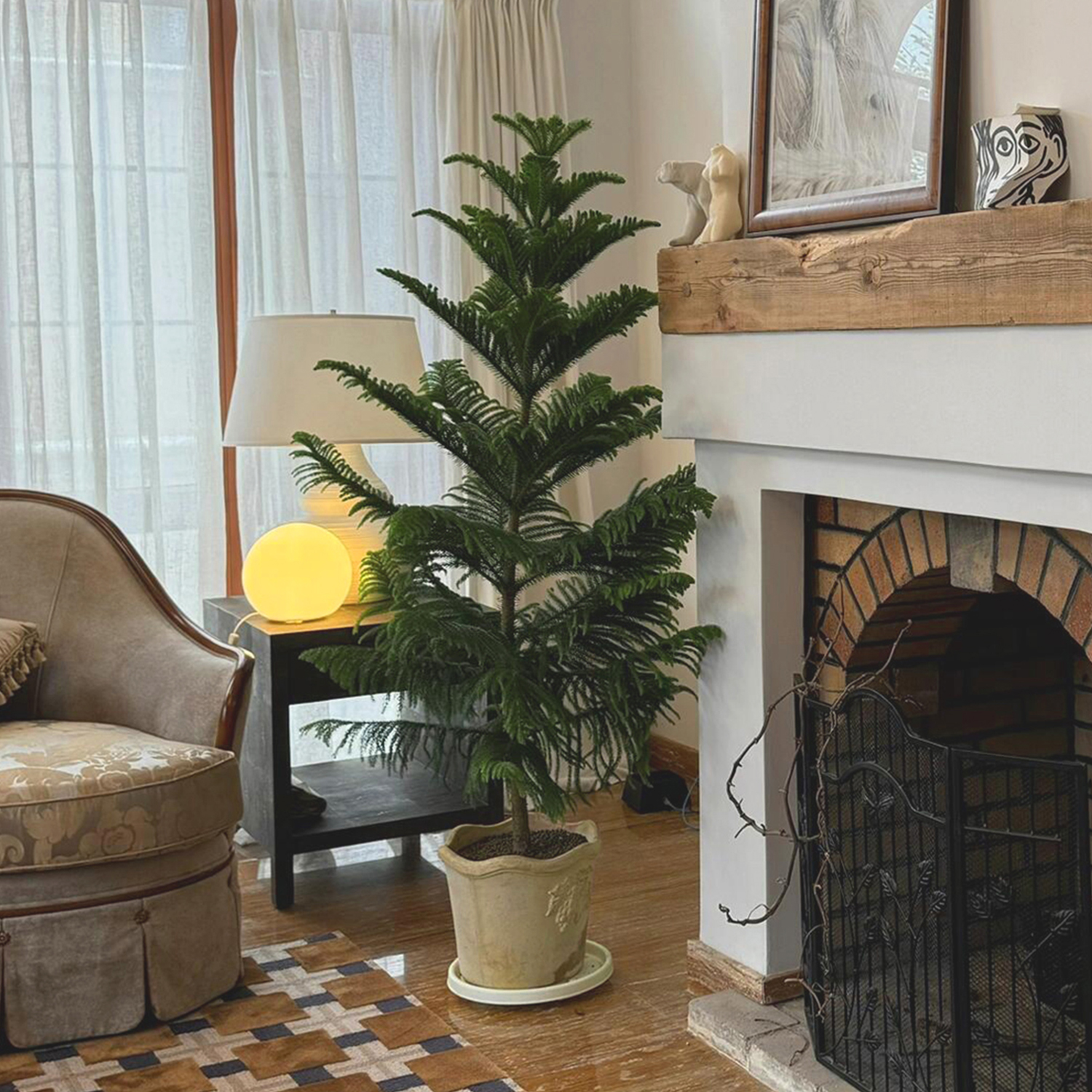 南洋杉盆栽圣诞树真树客厅植物