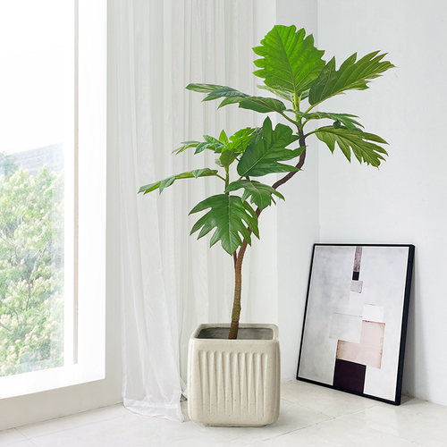 大型面包树室内客厅绿植网红绿植