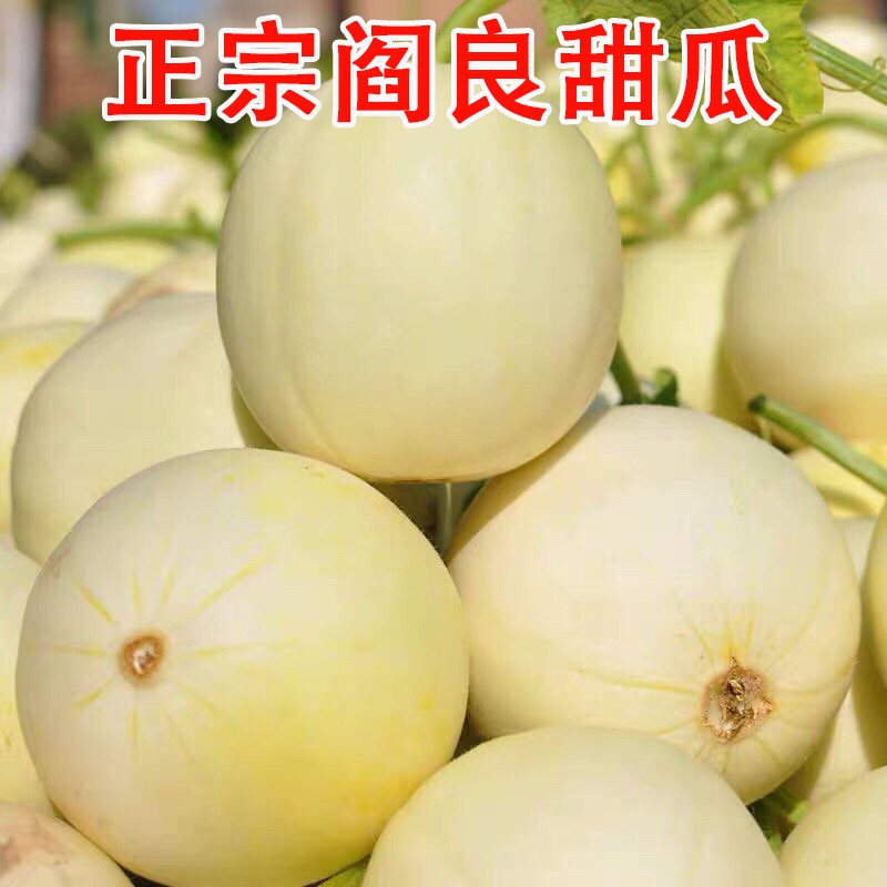 现货陕西阎良甜瓜9斤水果新鲜当季整箱5小香蜜瓜脆甜