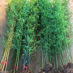 庭院矮竹子竹子苗青竹庭院竹金镶玉黄金竹金丝紫竹罗汉竹盆栽盆景