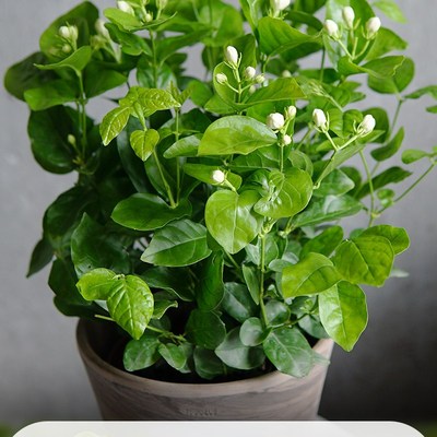 花彩双色茉莉花盆栽苗阳台花园庭院四季常绿有香味鸳鸯茉莉花苗