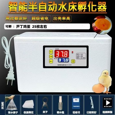 宠物芦丁鸡受精蛋可孵化网红迷你鸡蛋纯白礼服德系卢丁鸡蛋受精卵