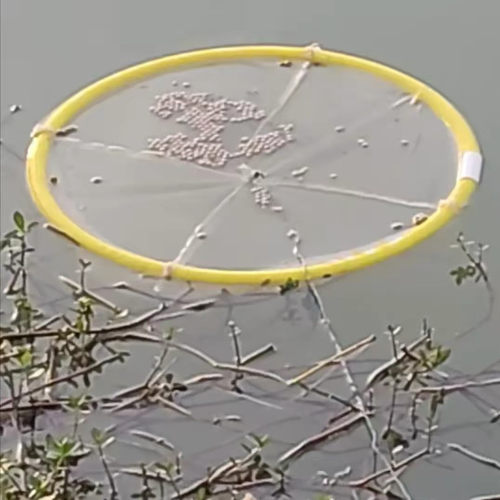 浮水捕鱼笼抓小虾麦穗旁