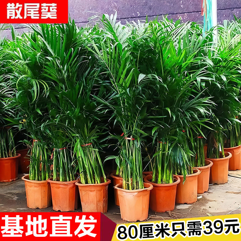 新疆包邮散尾葵植物盆栽客厅大型绿植四季常青凤尾竹办公室内落地