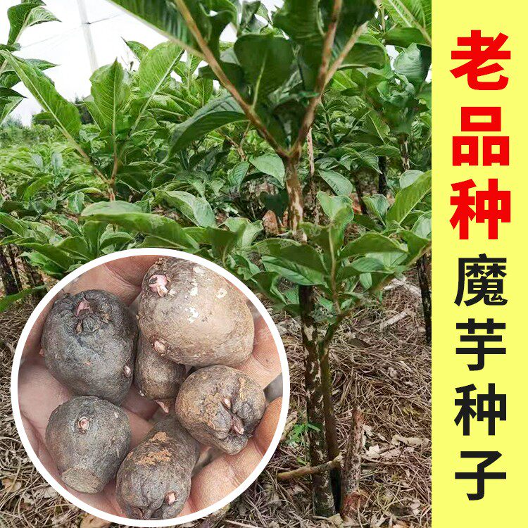 魔芋种子10颗四季播种阳台庭院种植蔬菜种子,农用物资,花卉林木种子/种苗/种球,淘宝优惠券,粉丝福利购,淘宝优惠卷