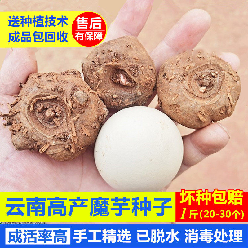 云南高产花魔芋种球苗子优质老品种包衣脱水种苗种植包邮产地