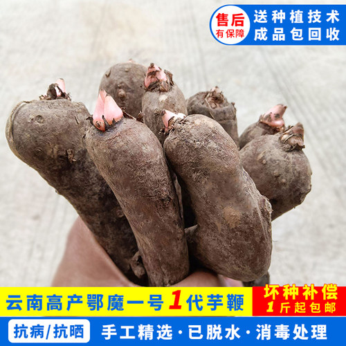 花白杂交高产魔芋种球一代鄂魔一号种子脱水消毒魔芋种籽种植技术
