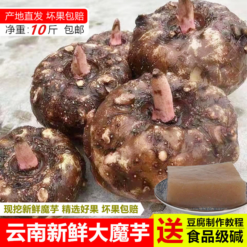 魔芋 新鲜现挖现发灰菜魔芋豆腐原料云南特产包邮坏果包赔