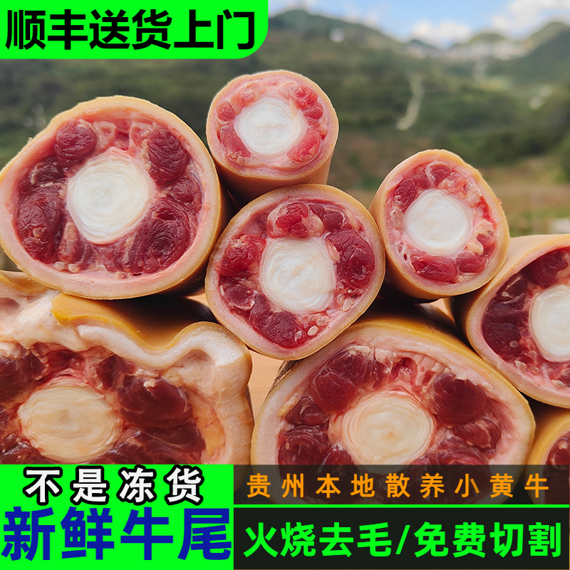 贵州新鲜带皮牛尾巴整根原切黄牛新鲜现杀牛尾骨散养小黄牛肉顺丰