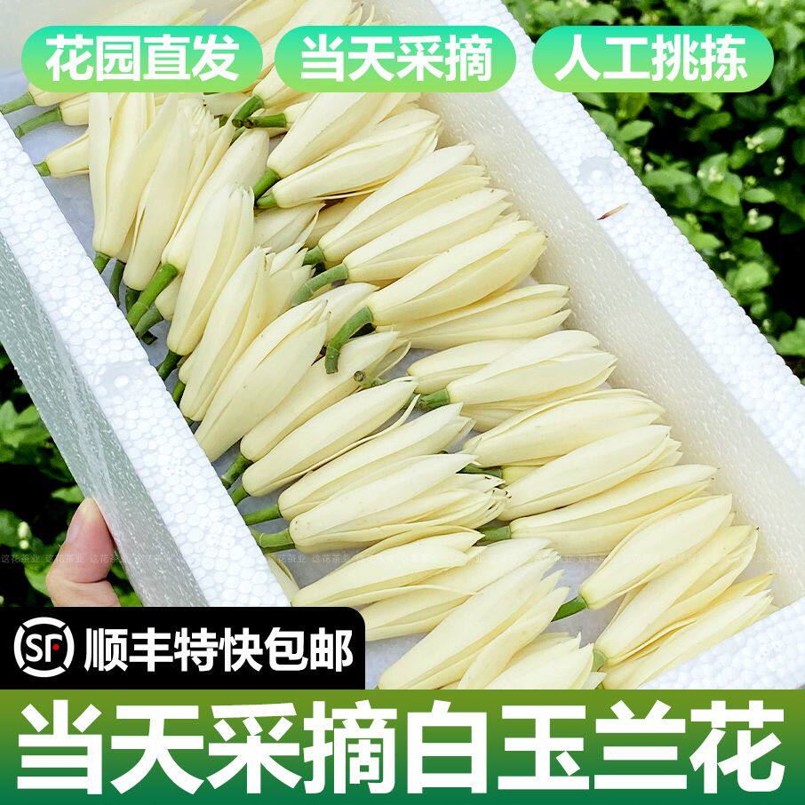 广西白玉兰花鲜花花朵人工挑拣黄角兰黄肉兰顺丰包邮新鲜白玉兰花