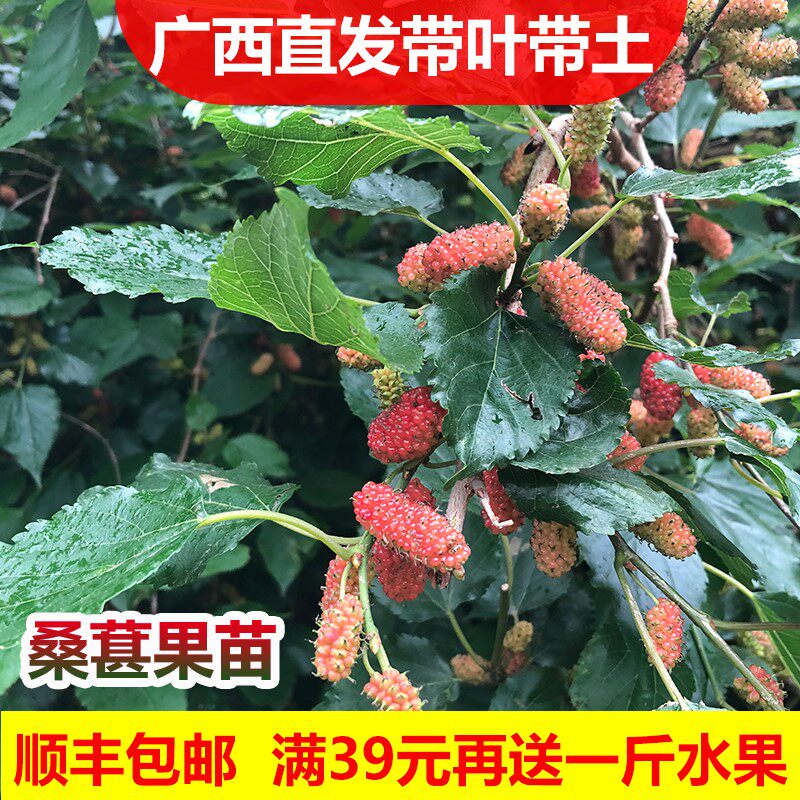 顺丰包邮】嫁接长果桑葚树苗盆栽水果树苗南北方种植当年四季结果