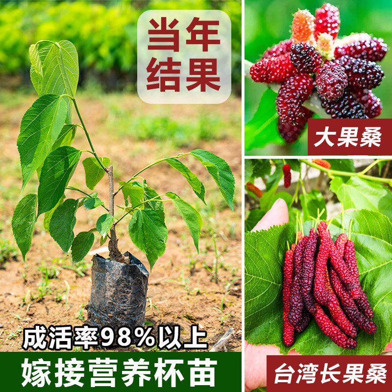 桑葚树苗嫁接四季桑树树苗无籽养蚕果苗台湾长果桑葚子苗当年结果