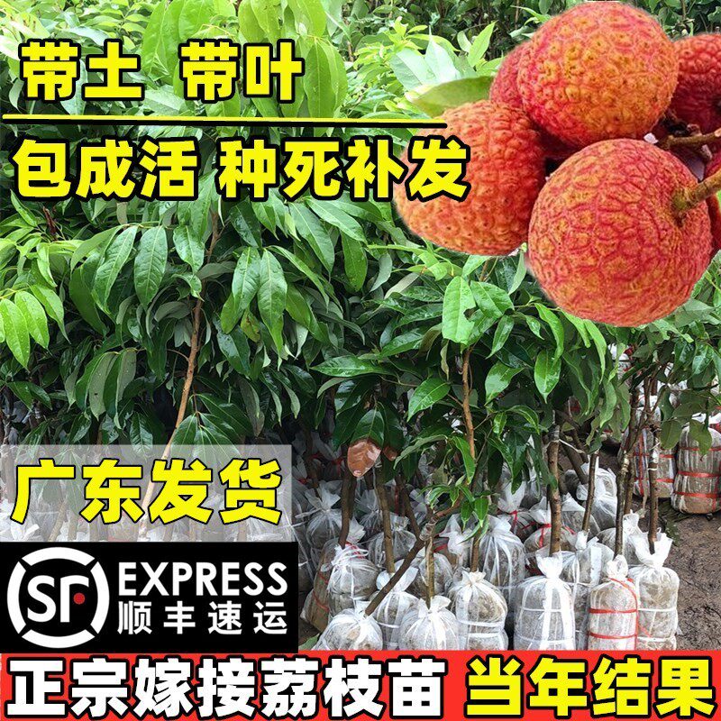 荔枝树苗嫁接妃子笑糯米滋无核荔枝苗庭院阳台盆栽地栽种植荔枝树