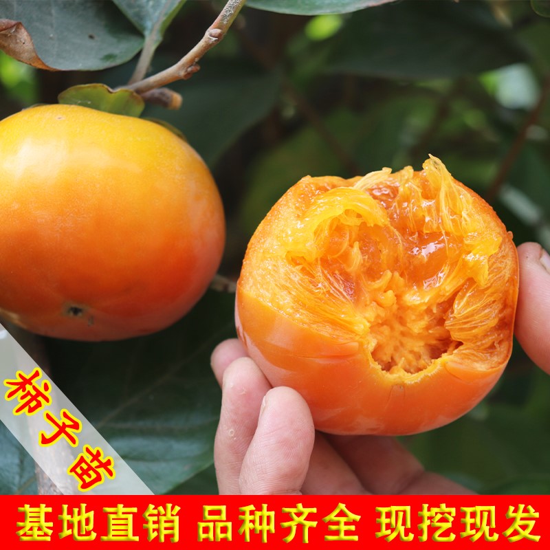 脆甜柿子树苗嫁接无核特大当年结果南方北方种植抗寒庭院果树果苗