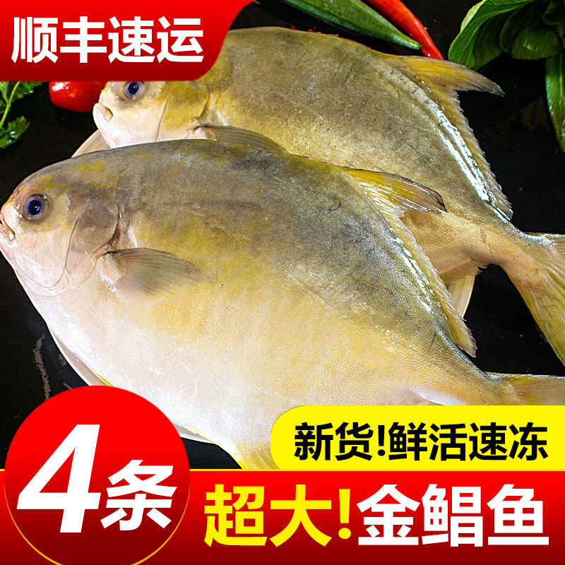 金鲳鱼新鲜冷冻特大鲳鳊鱼金昌鱼海鱼鲜活海鲜平鱼白鲳冰鲜银鲳鱼