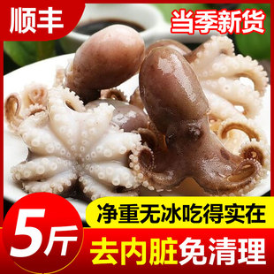 八爪鱼新鲜小章鱼海鲜水产鲜活小八爪鱼冷冻超大八抓鱼迷你大爆头