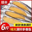 多春鱼满籽新鲜冷冻多籽鱼海鲜水产鲜活特大冻干海鱼烧烤食材 包邮
