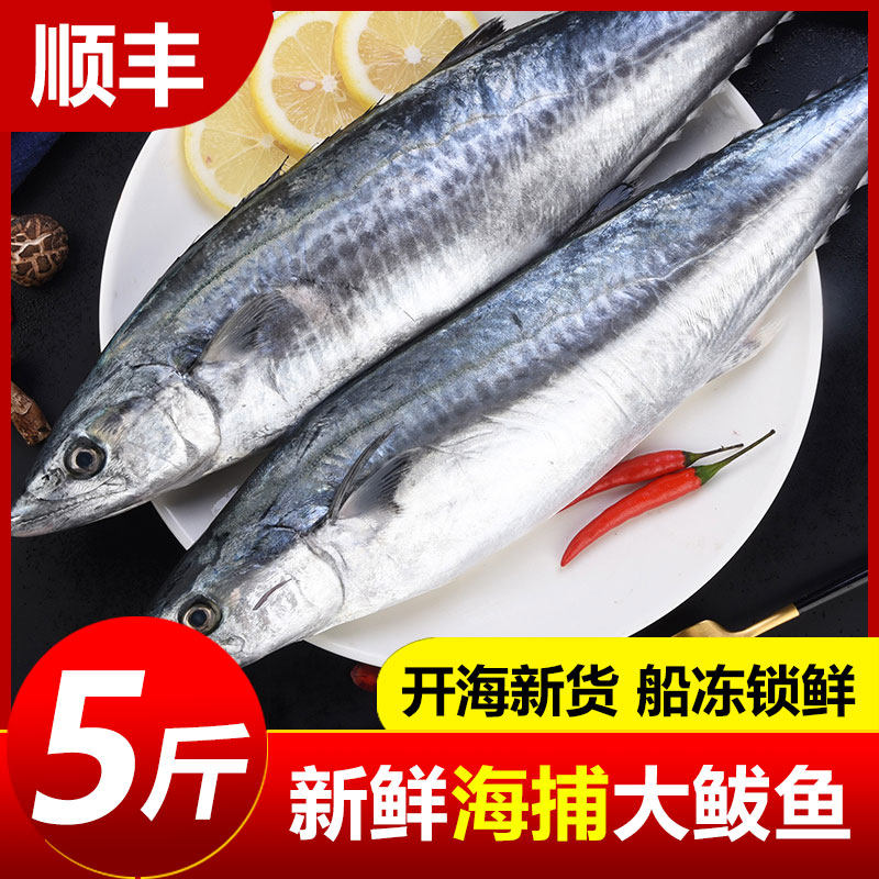 大鲅鱼新鲜活鲐鲅鱼马鲛鱼大整条冷冻青花鱼马友鱼海鲜马交鱼批发