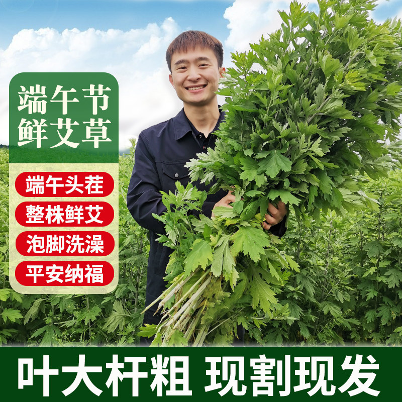 端午节新鲜艾草蒿野生陈年干艾草叶diy花束产妇坐月洗头泡脚药包