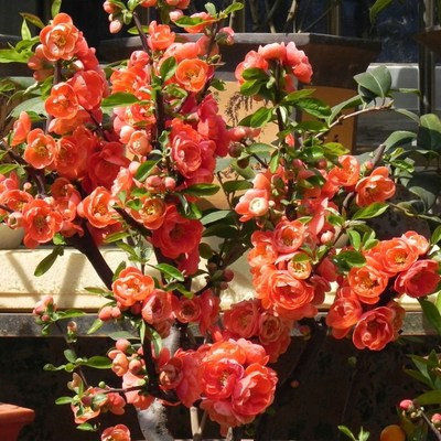 老乐寿海棠室盆栽四开花季树花花36449卉景植物苗内盆耐桩寒垂长