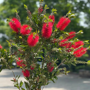 多花红千层树苗金宝树红千层串钱柳毛绒花庭院盆栽花园常绿易活