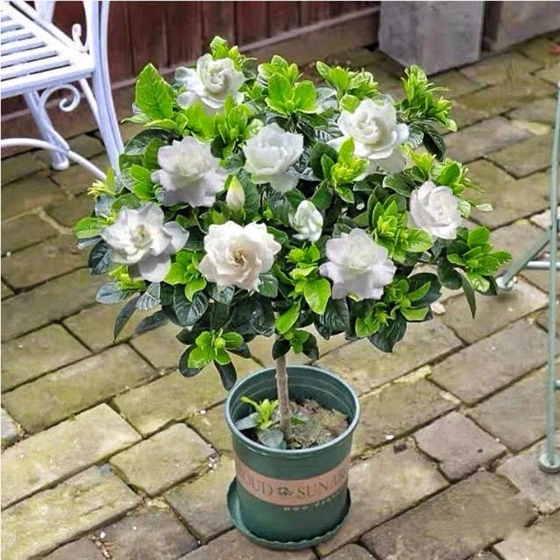 独杆栀子花盆栽带花苞老桩树苗室外大叶牡丹棒棒糖阳台浓香型花卉