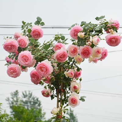 蔷薇花苗藤本月季庭院阳台多季节