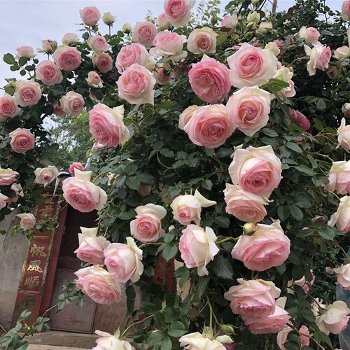 龙沙宝石蔷薇花苗藤本月季特大花爬藤植物四季植物卉盆栽玫瑰带花