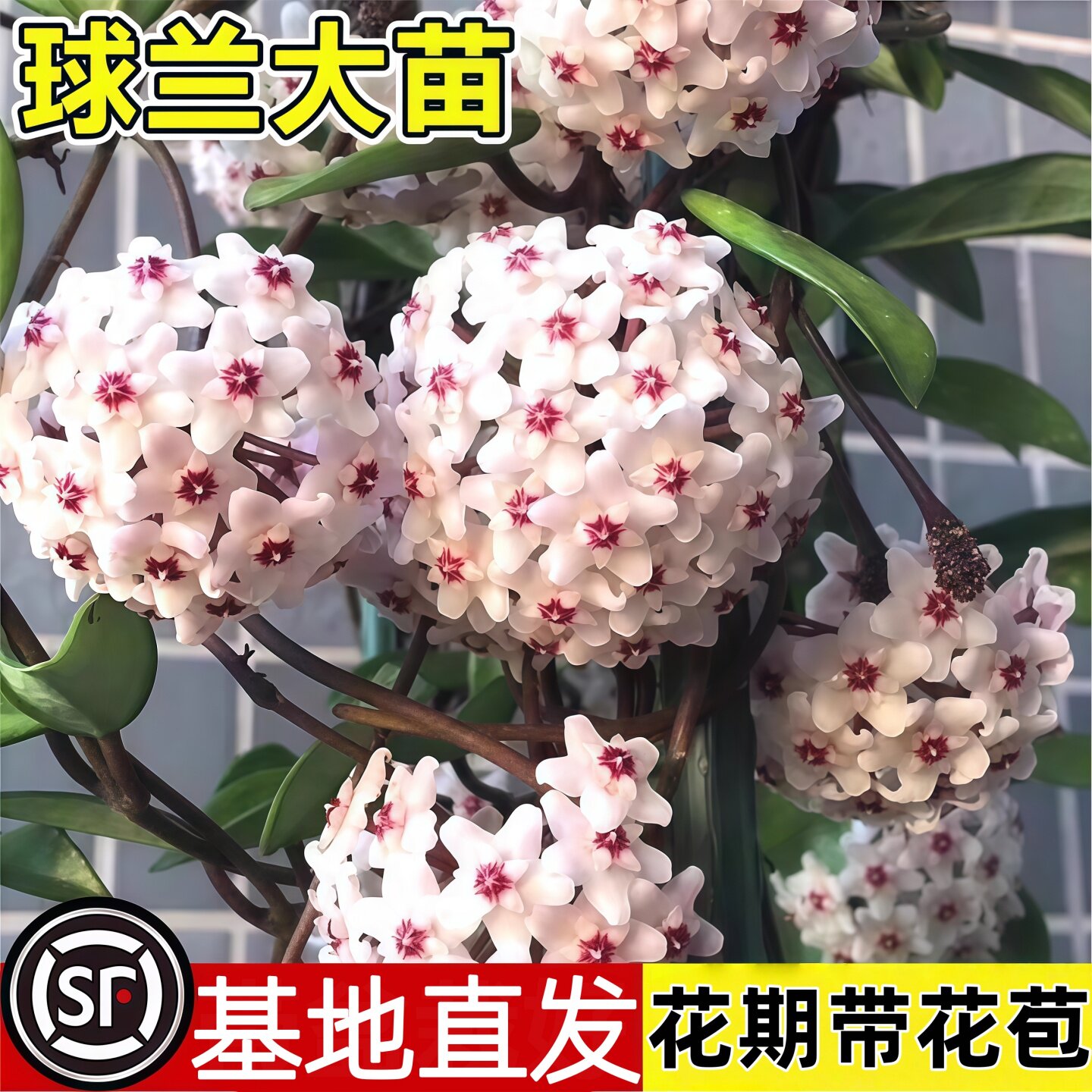 球兰带花大苗羊脂玉球兰花盆栽贝拉卷心叶攀援爬藤植物四季花卉图片