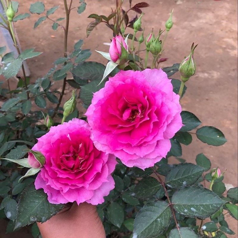 大花强香玫瑰花苗天方夜谭粉色四季开月季花大苗阳台盆栽花卉绿植