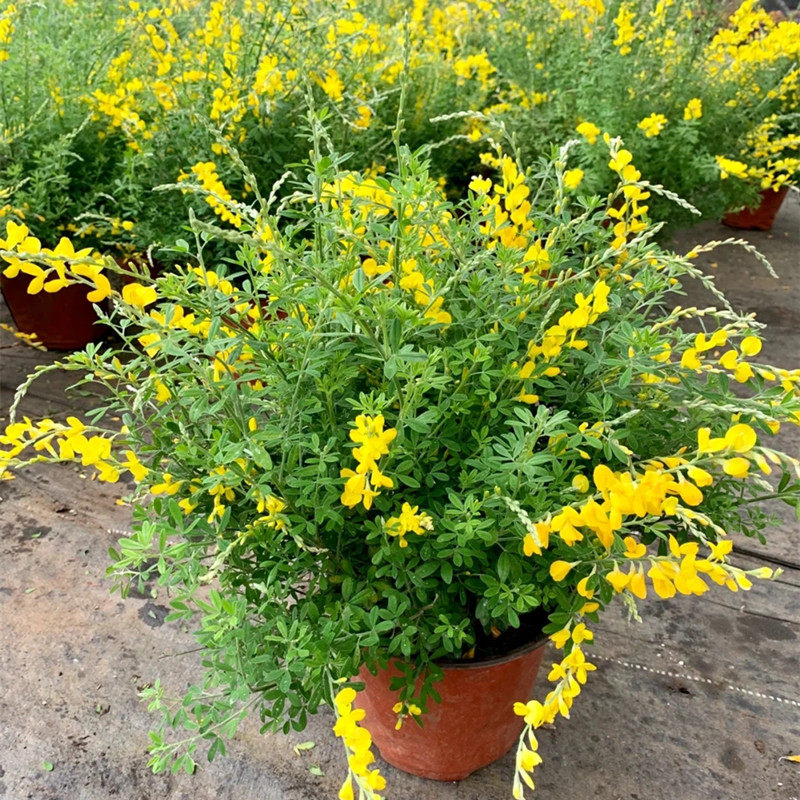 黄金雀盆栽 金雀花花苗带花室外阳台花卉花量多多年生易活包邮