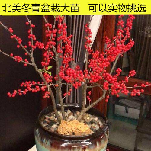 易活相思豆鲜花大苗带果北美冬青