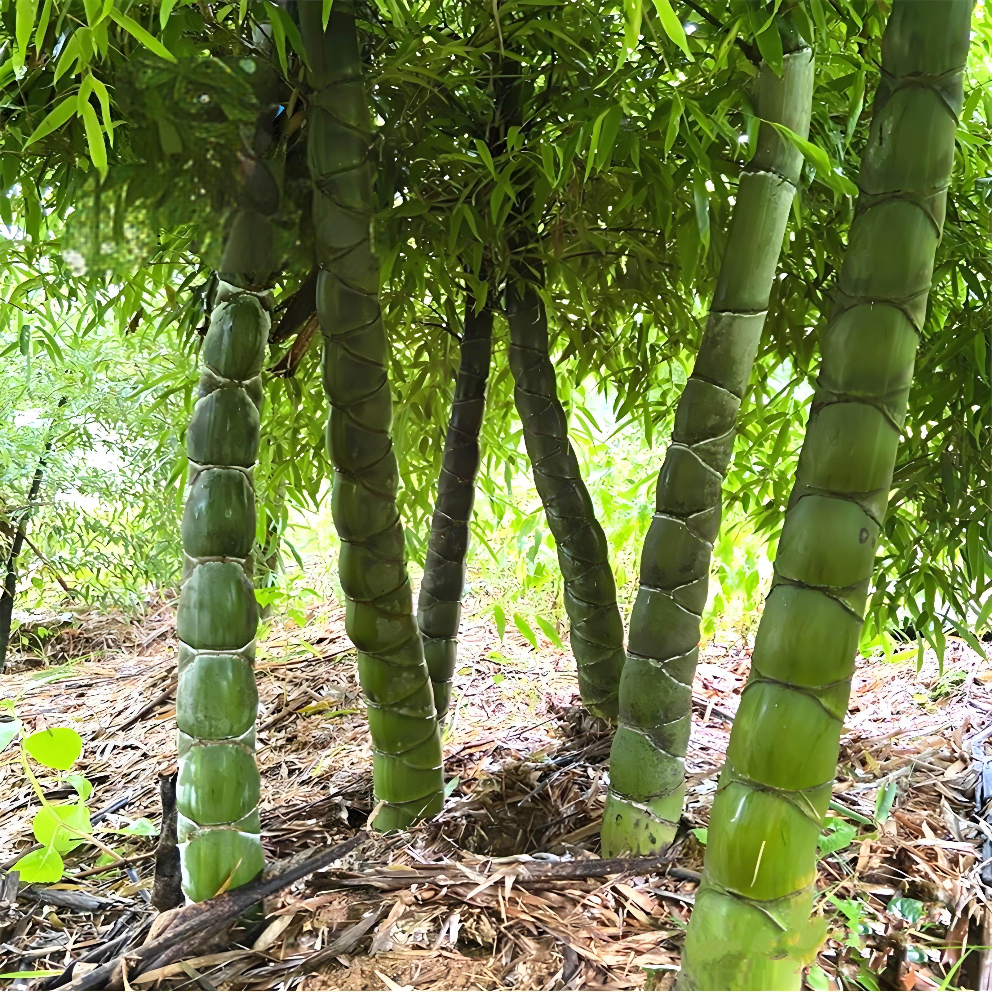 龙鳞竹苗龟甲竹苗庭院别墅绿植盆栽四季常青耐寒耐旱好养活