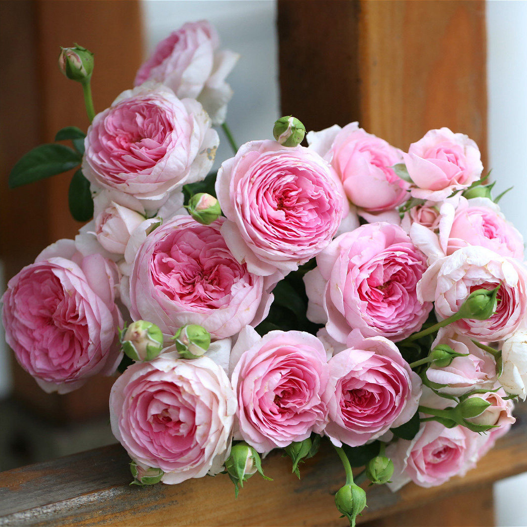 包子月季花苗盆栽我的心阳台玫瑰花浓香四季花卉观花绿植物